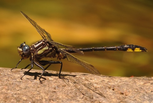 Male
20 May 2015  Polk, TN